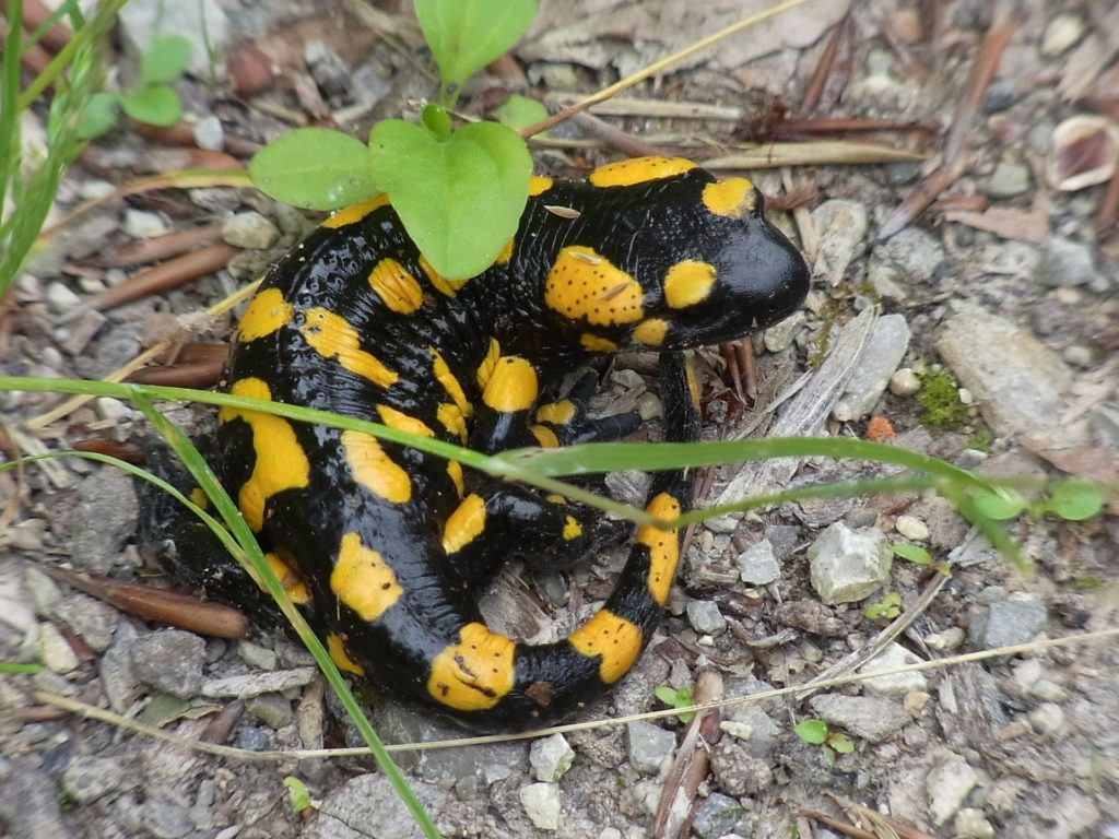 Black and yellow Spotted salamander. Ledges trail. Cuyahoga valley national park
