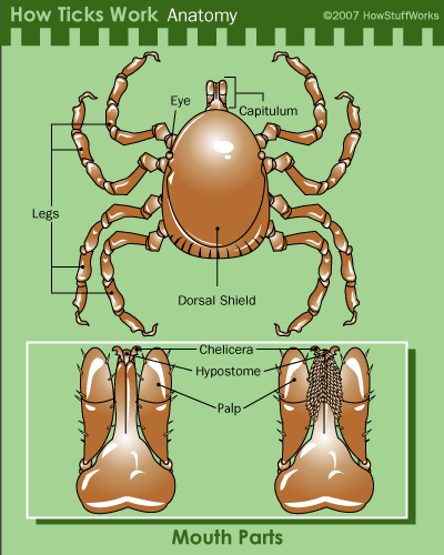 Tick anatomy. Shows the mouth area and chelicera, hypostome , and palps. 