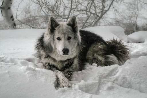 Dogs, like humans, can suffer from weather related illness and injury such as hypothermia and heat stroke. Know the signs of these to help stay safe when hiking with your dog