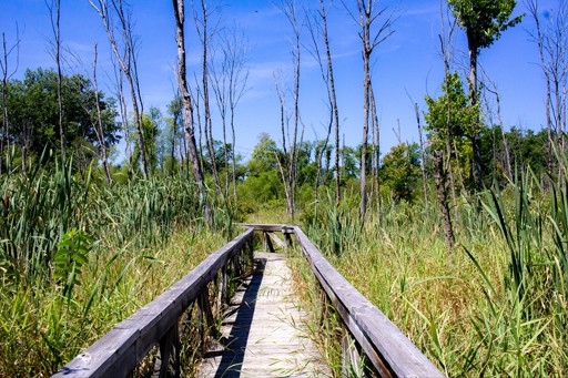 The boardwalk creates leading lines that draws your eye in. Use leading lines in hiking photography. 