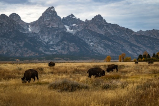 bison in a meadow and mountain peaks  in Grand teton, a beautiful west coast park