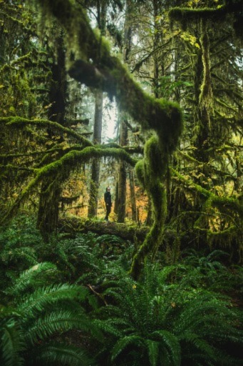 moss covered trees in olympic national park