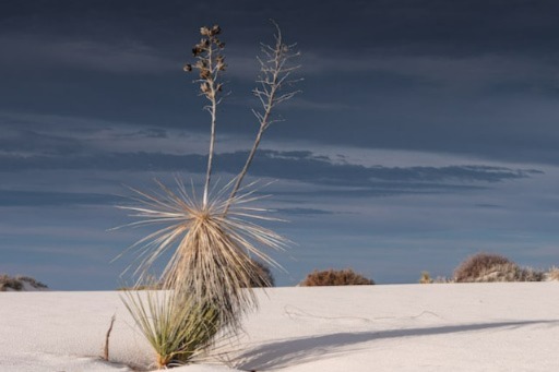 white sand and a yucca plant at west coast park, white sands